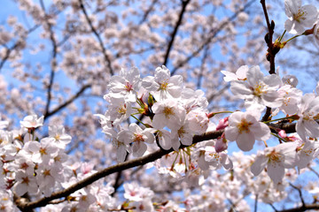 伊豆大室山と桜