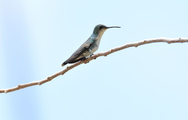 Fototapeta premium Sapphire-throated Hummingbird (Lepidopyga coeruleogularis)