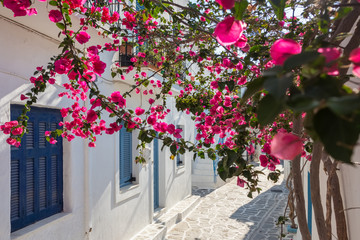 View of a narrow street in old town of Naoussa, Paros island, Cyclades
