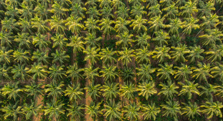 Aerial view of coconut farm. green coconut trees neatly aligned with intercrop banana  plantation.