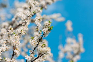 Close up of plum and cherry blossom. White spring flowers on blue sky.
