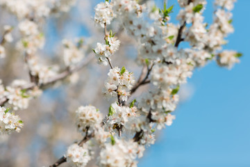 Obraz premium Close up of plum and cherry blossom. White spring flowers on blue sky.