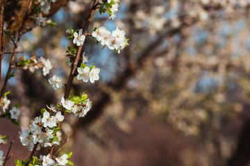 Close up of plum and cherry blossom. White spring flowers on blue sky.