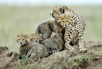 Fototapeta na wymiar Cheetah mom and her puppies