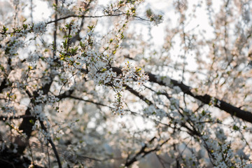 Close up of plum and cherry blossom. White spring flowers on blue sky.