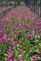 Obraz premium Orchid farm