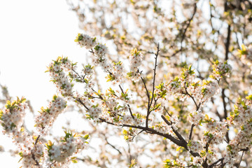 Close up of plum and cherry blossom. White spring flowers on blue sky.