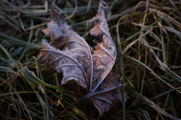 frozen leaf
