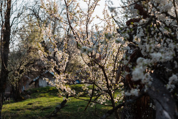 Fototapeta na wymiar Close up of plum and cherry blossom. White spring flowers on blue sky.