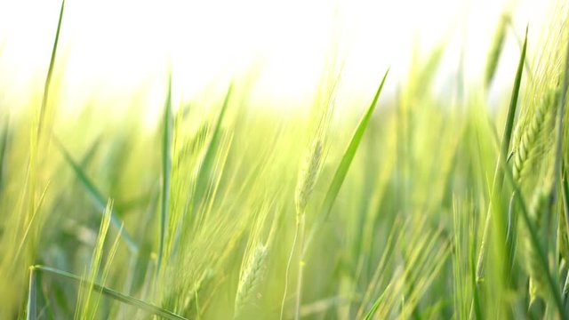 4K Video footage selective focus close up shot group of beautiful organic barley wheat field swaying in the wind against golden sunlight in evening with blurred background.