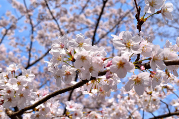 伊豆大室山と桜