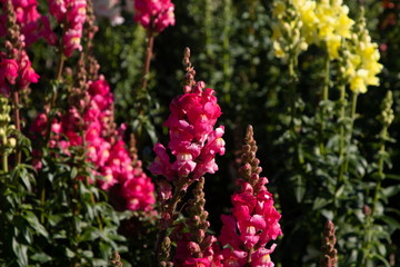 Obraz premium flowers in garden