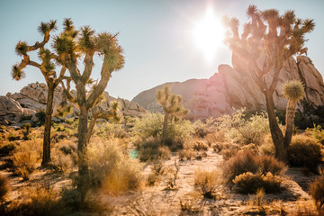USA, California, Los Angeles, Joshua Tree National Park in sunshine