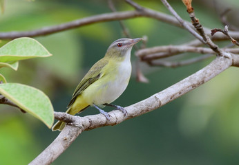 Yellow-green Vireo (Vireo flavoviridis)