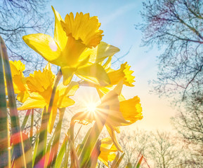 yellow daffodil in the spring sunbeam © JB