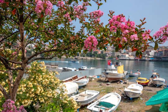 Colorful Harbor with Boats and Blooming Pink Flowers