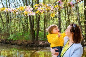 Young woman with a child in her arms happy Sakura blossom in spring Park. Joy of motherhood and child development. Cherry blossom tree in late spring. Flora of North-West of Russia, Saint-Petersburg
