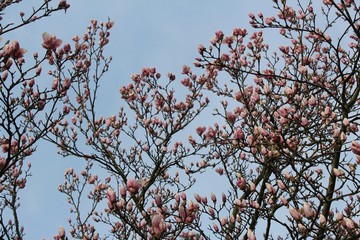 Frühling