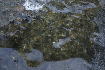 Flowing water of a river