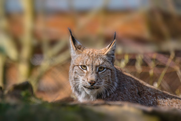 Naklejka premium cute young lynx in the colorful wilderness forest