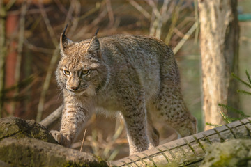 Naklejka na ściany i meble cute young lynx in the colorful wilderness forest