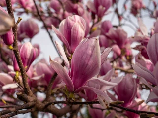 Foto op Canvas Pinke Magnolie zur Frühlingszeit Makro  © Frank Doberitz