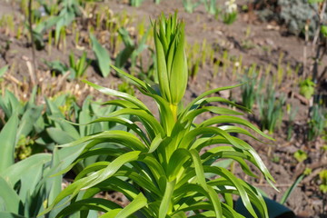 Obraz premium green plant in the garden