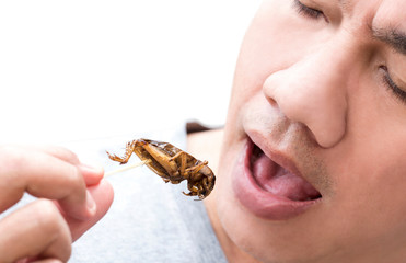Food Insects: Man eating Cricket insect on wooden skewer. Crickets deep-fried crispy for eat as food snack, it is good source of protein edible and delicious for future food. Entomophagy concept.