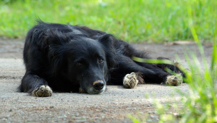 Sad black dog lying on the ground. Lonely homeless pet