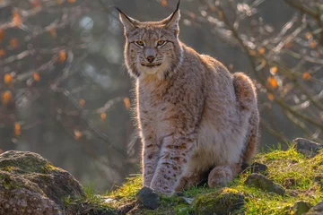 Papier Peint photo autocollant Lynx mignon jeune lynx dans la forêt sauvage colorée