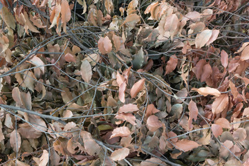 pile of dry leaves