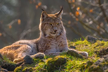 Wall murals Lynx cute young lynx in the colorful wilderness forest