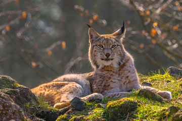 mignon jeune lynx dans la forêt sauvage colorée