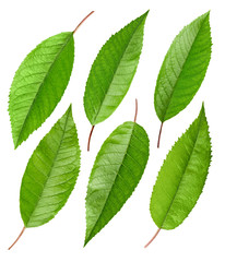 Cherry green leaf isolated