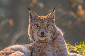 Obraz premium cute young lynx in the colorful wilderness forest
