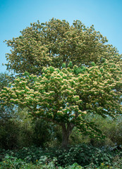 A huge tree standing bloomed with tiny flowers