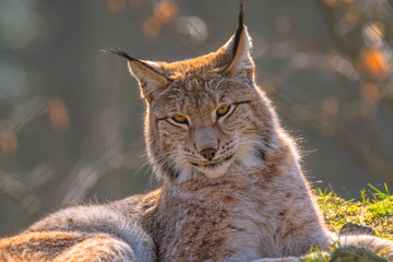 cute young lynx in the colorful wilderness forest
