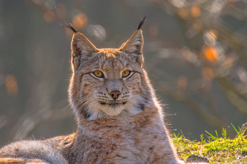 cute young lynx in the colorful wilderness forest