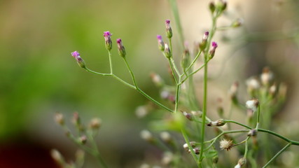 Little ironweed flowers