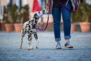Walk with dog in the village