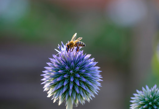 Honey bee, Apis mellifera, on southern globe thistle, Echinops ritro