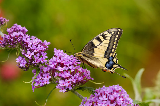 Swallowtail, Papilio machaon, on flower of butterfly bush, Buddleja davidii