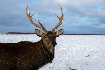 Portrait of a deer with horns in the winter on a livestock farm.