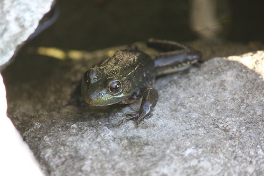 Frog on rock close up - Image