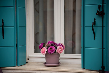 Detail windows of colorful painted building, Burano island, Venice, Veneto, Italy, Europe. Vase of pink flowers on the windowsill, green shutters, white window
