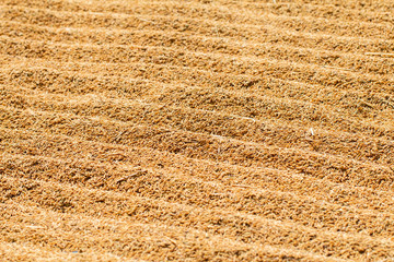Process drying rice seed outdoor sun light