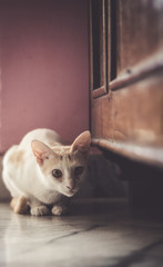 A domestic bengal cat