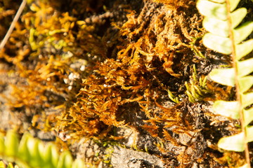 close up moss on stone and blur bokeh background
