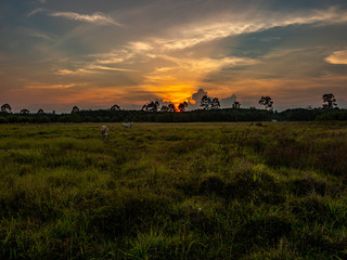Fototapeta premium sunset at the abandoned paddy fields