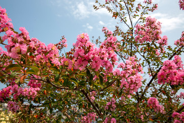 Obraz premium Pink Blossoming Tree Branches with Spring Flowers